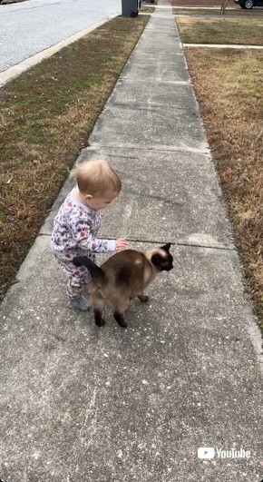 猫をさわろう子ども