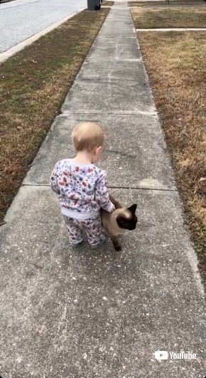 逃げようとする猫