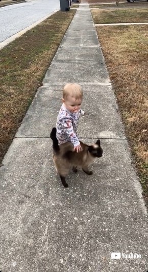 猫をさわる子ども