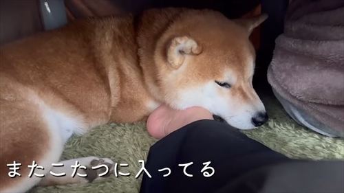 こたつで寝る柴犬
