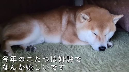 こたつで寝る柴犬