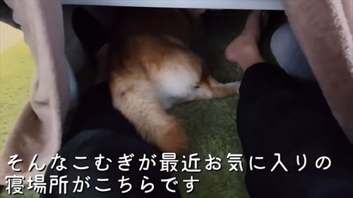 こたつで寝る柴犬