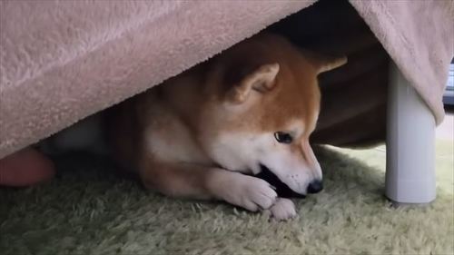 こたつで寝る柴犬