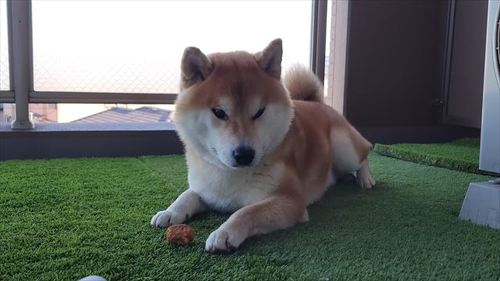 ヒーター前で寝る柴犬