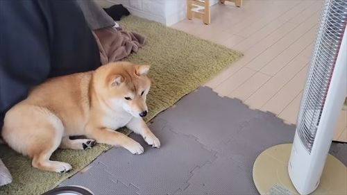 ベランダにいる柴犬