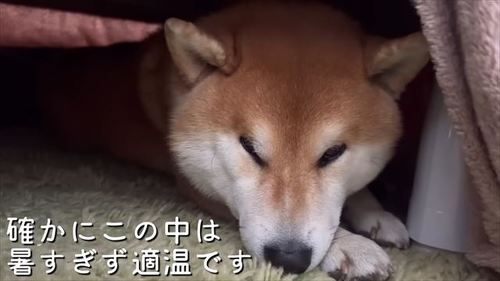 こたつで寝る柴犬