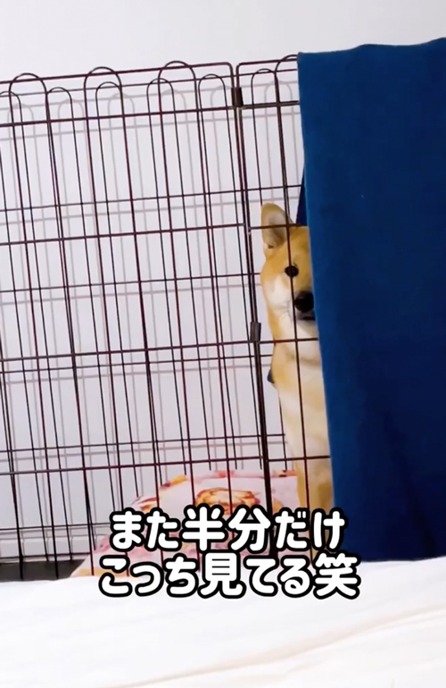 半面で見つめてくる柴犬