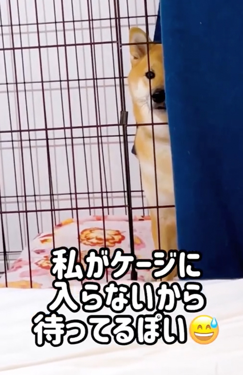 半面で見つめてくる柴犬