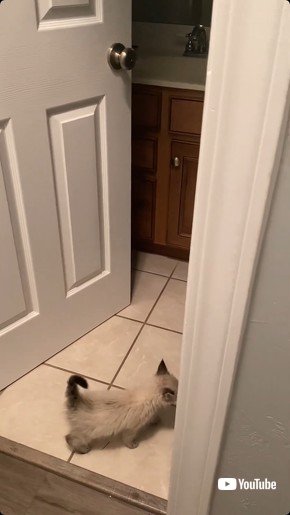 家をうろつく猫