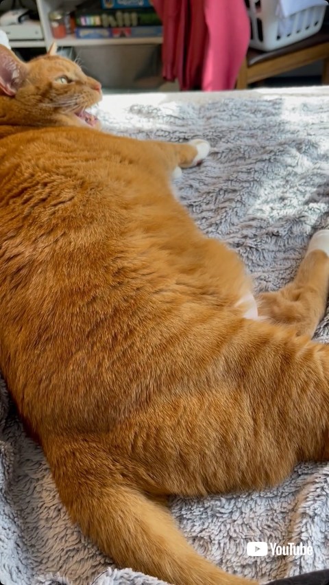 くしゃみに奇声をあげる猫