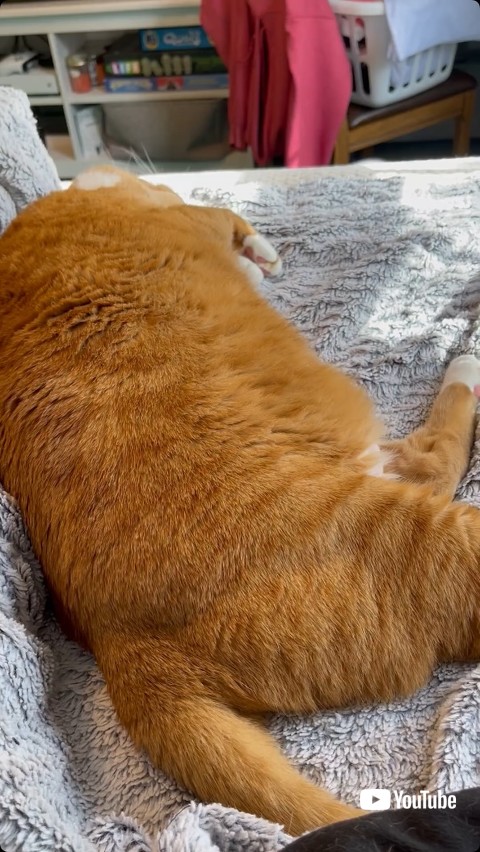 くしゃみをされる前の猫