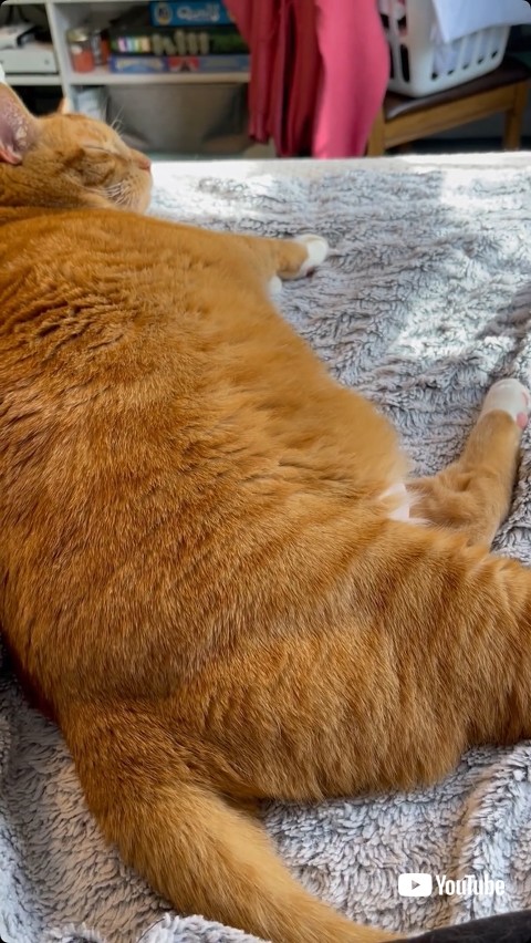 抗議を終えた猫