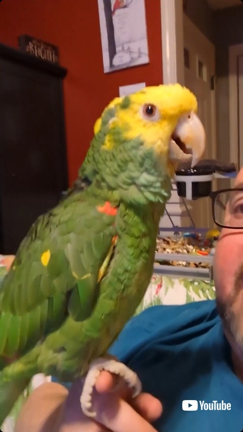 飼い主の手の上に乗る鳥