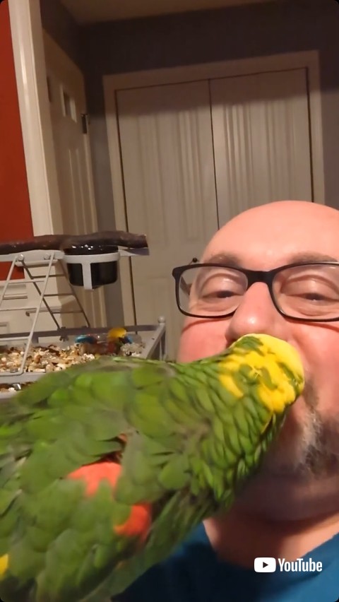 飼い主にキスをする鳥