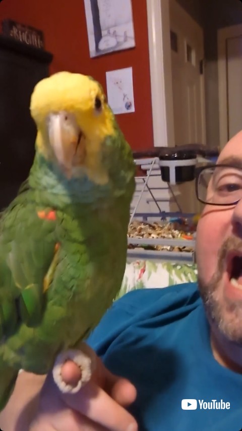 飼い主の手の上で歌の練習をする鳥