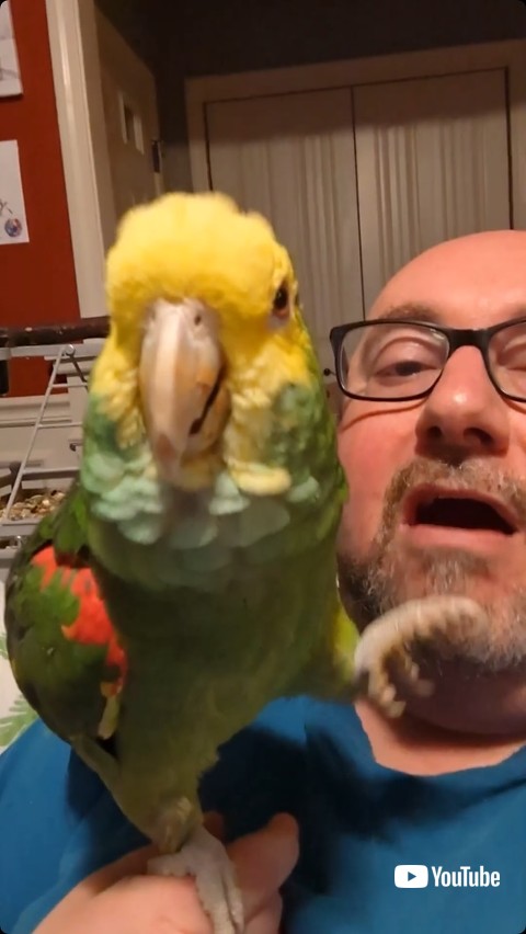 片足をあげる鳥