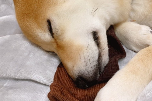 靴下をまくらに