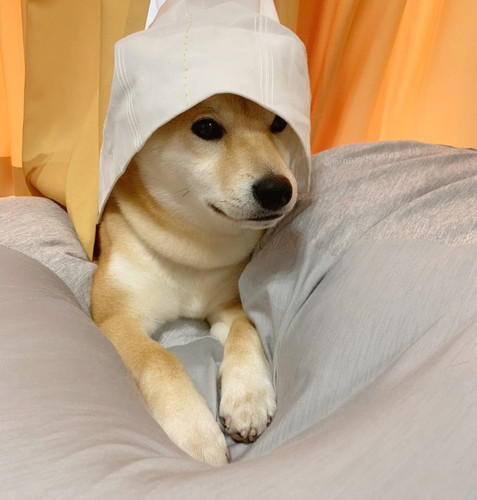 ひょっこり柴犬