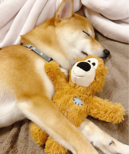 くまさんと柴犬