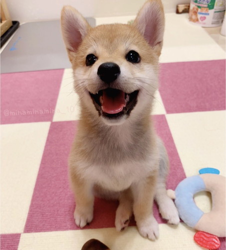 子犬時代の柴犬