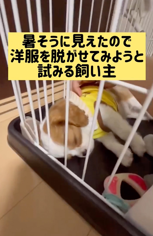 お着替え中も寝続ける子犬