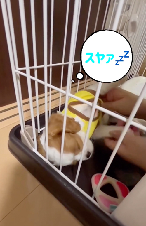 お着替え中も寝続ける子犬