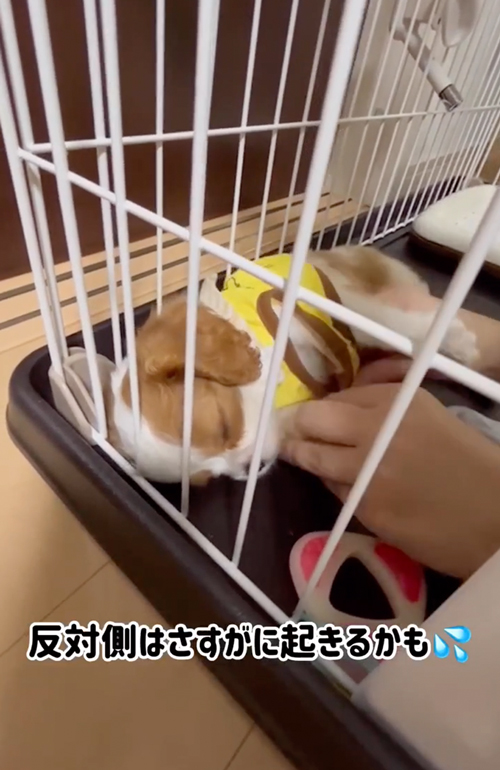 お着替え中も寝続ける子犬