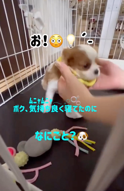 お着替え中も寝続ける子犬