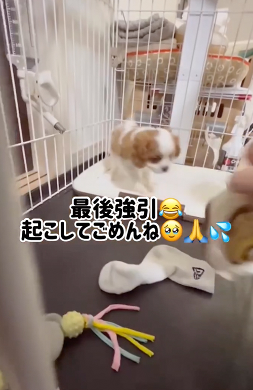 お着替え中も寝続ける子犬