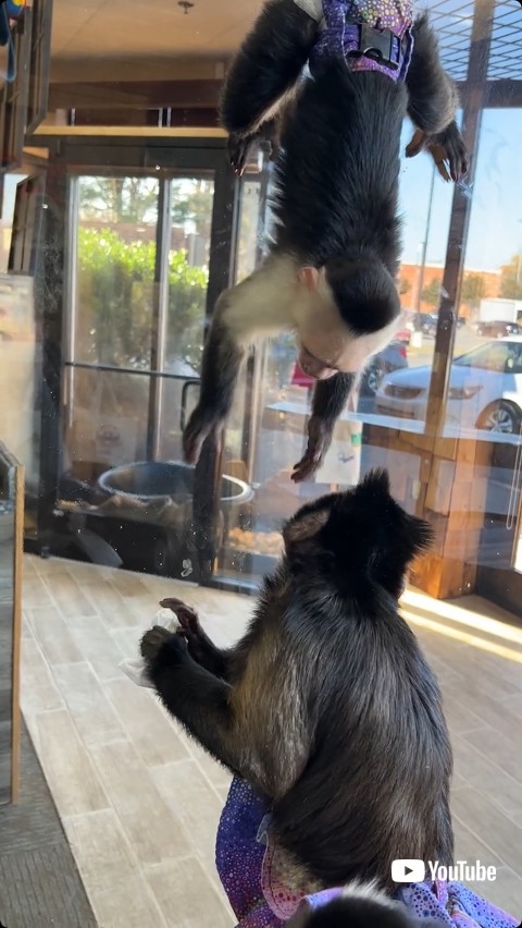 邪魔に屈しない猿