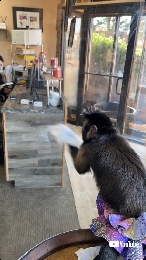 窓拭きをしようとする猿