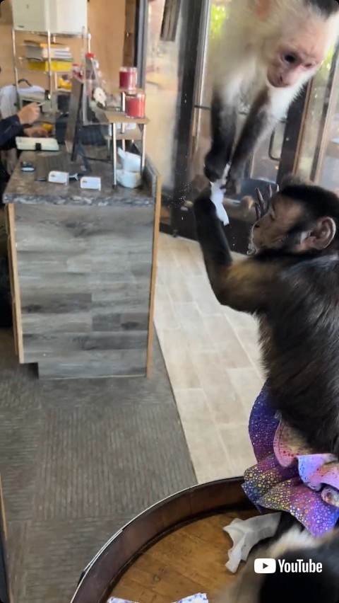 邪魔をしようとする猿