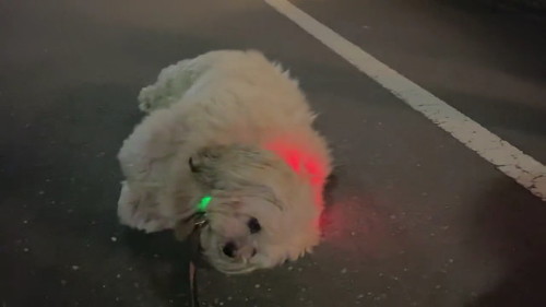 寝そべっちゃった