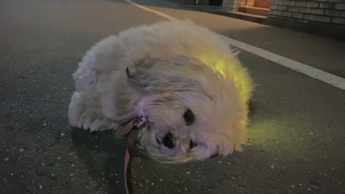 寝たままうーきー