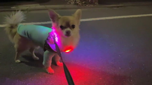 どうするのって顔