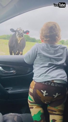 「Cow Scares Toddler While He Watches Them From Car - 1351955」