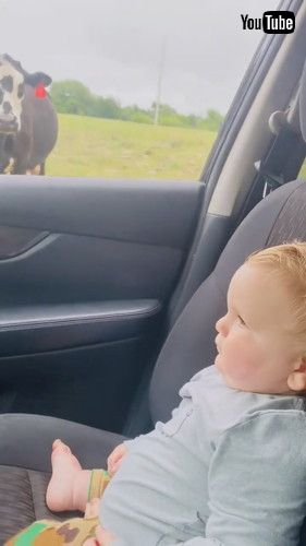 「Cow Scares Toddler While He Watches Them From Car - 1351955」