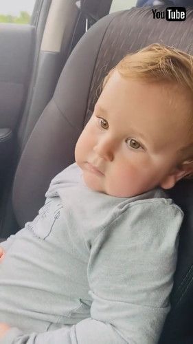 「Cow Scares Toddler While He Watches Them From Car - 1351955」