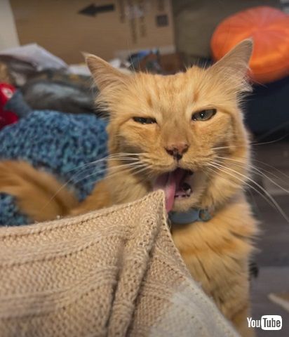 ニットを毛づくろいする猫