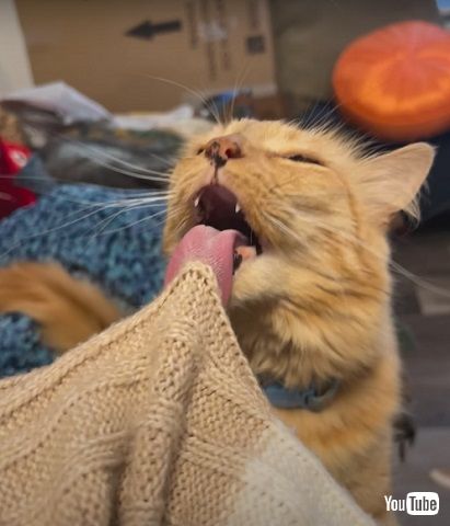 あきらめない猫