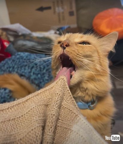 毛づくろいする猫