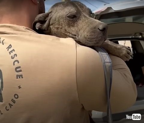 逃げる気力がない犬