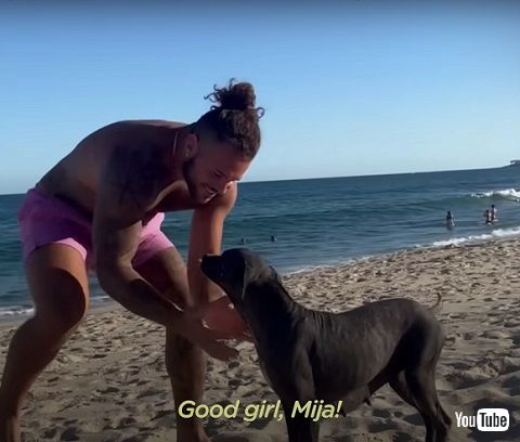 元気になった犬