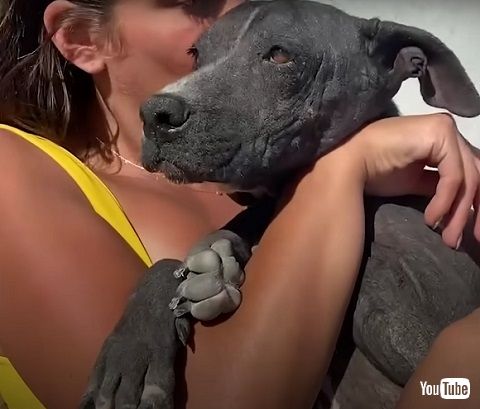 愛情を受ける犬