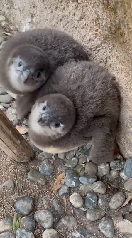 ペンギンの赤ちゃん