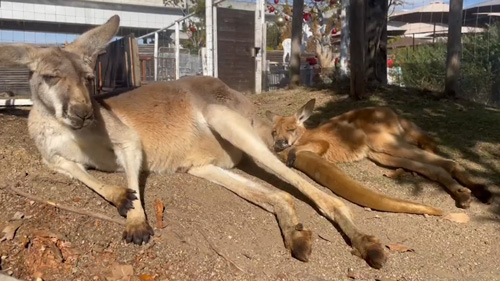 お昼寝するカンガルー親子