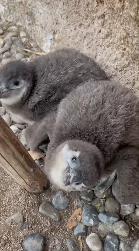 下からおらつく右のヒナ