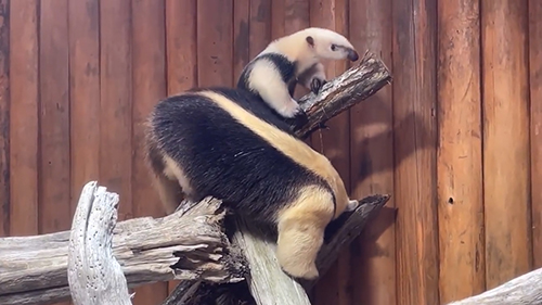 木登りをするミナミコアリクイ親子