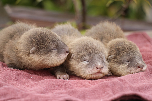 コツメカワウソの赤ちゃん