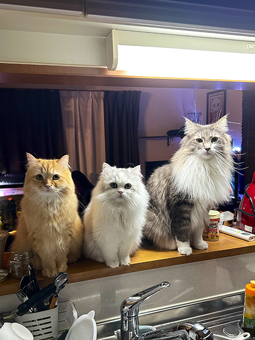 キッチンに並ぶ3匹